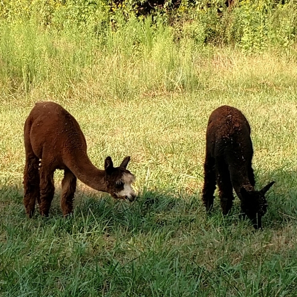 Meet your Posher, Kristen - Picture 3 of 7